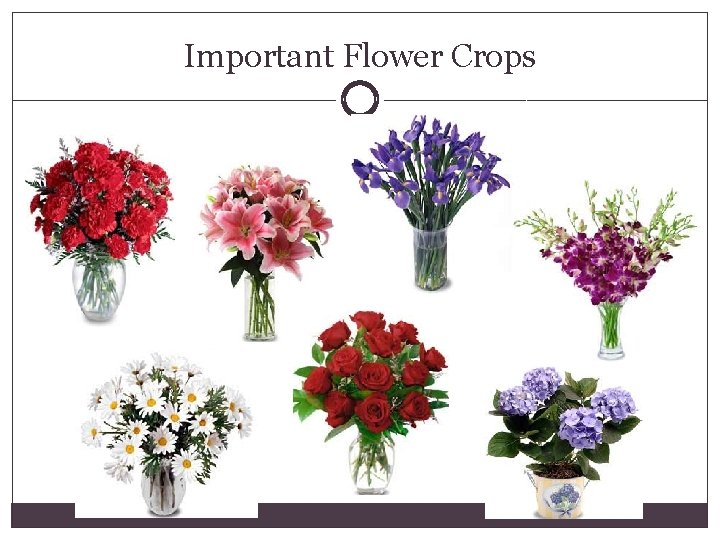 Important Flower Crops 