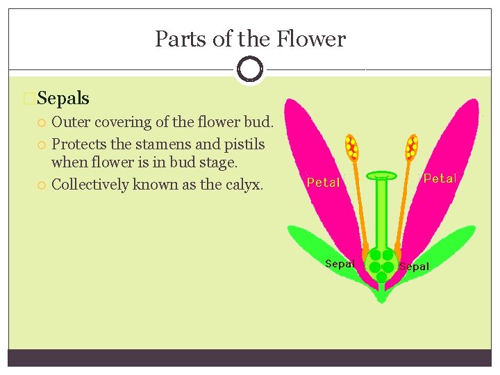 Parts of the Flower �Sepals Outer covering of the flower bud. Protects the stamens