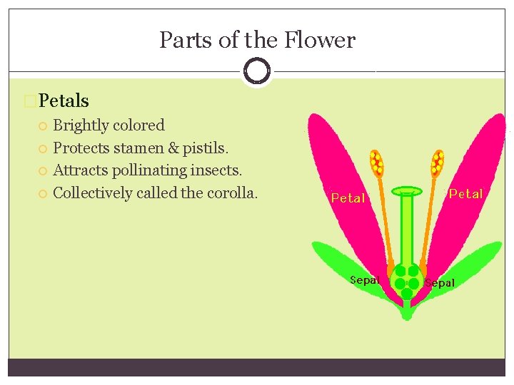 Parts of the Flower �Petals Brightly colored Protects stamen & pistils. Attracts pollinating insects.