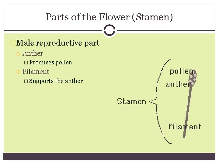 Parts of the Flower (Stamen) �Male reproductive part Anther � Produces pollen Filament �