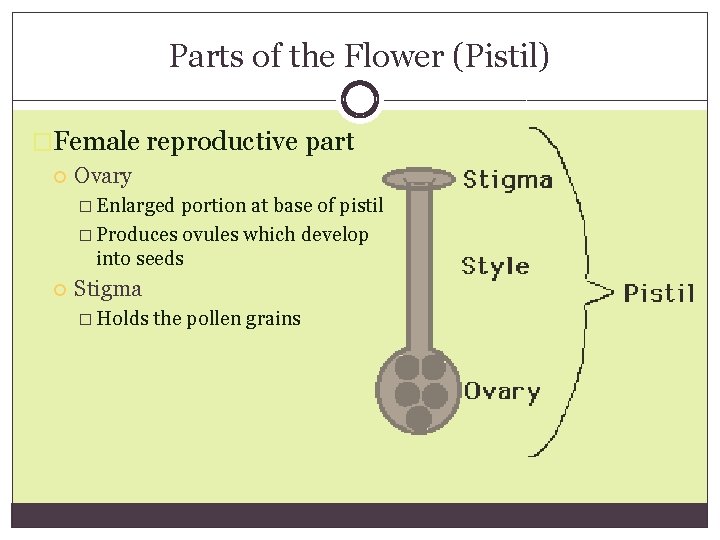 Parts of the Flower (Pistil) �Female reproductive part Ovary � Enlarged portion at base