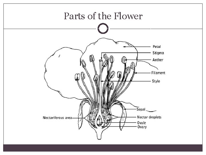 Parts of the Flower 