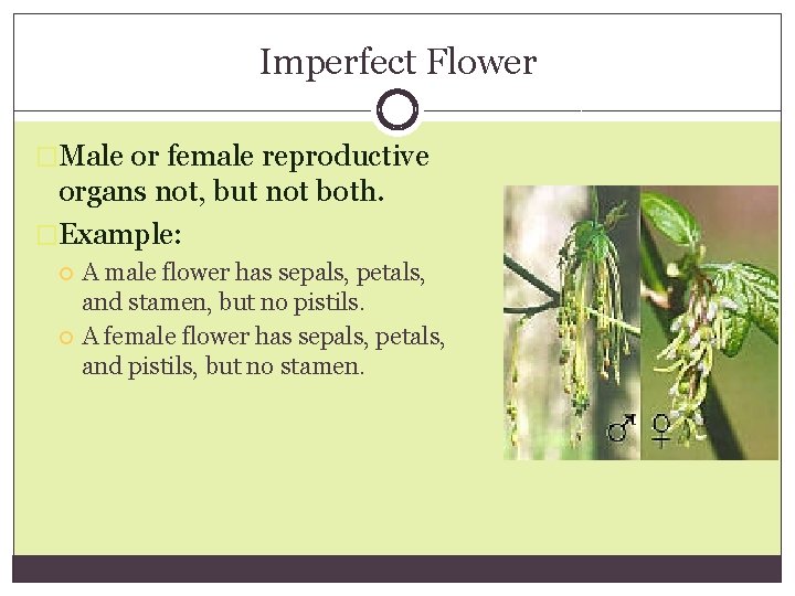 Imperfect Flower �Male or female reproductive organs not, but not both. �Example: A male