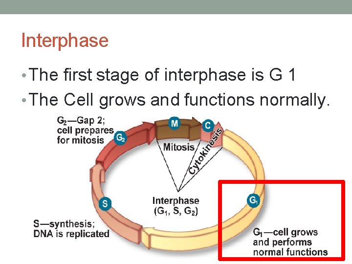 CELLULAR GROWTH Ch 9 1 Surface Area To