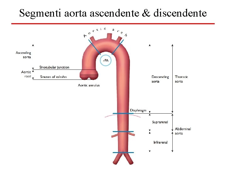 Segmenti aorta ascendente & discendente 