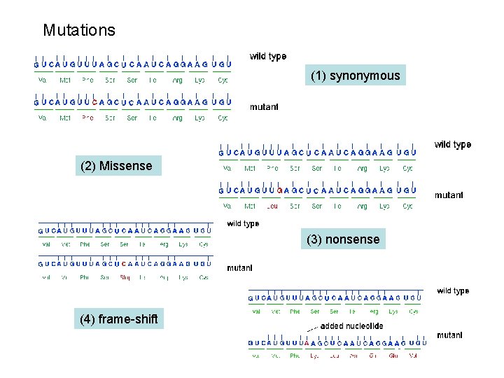 Mutations (1) synonymous (2) Missense (3) nonsense (4) frame-shift 