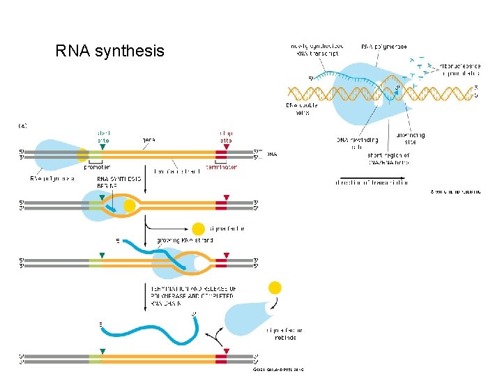 RNA synthesis 