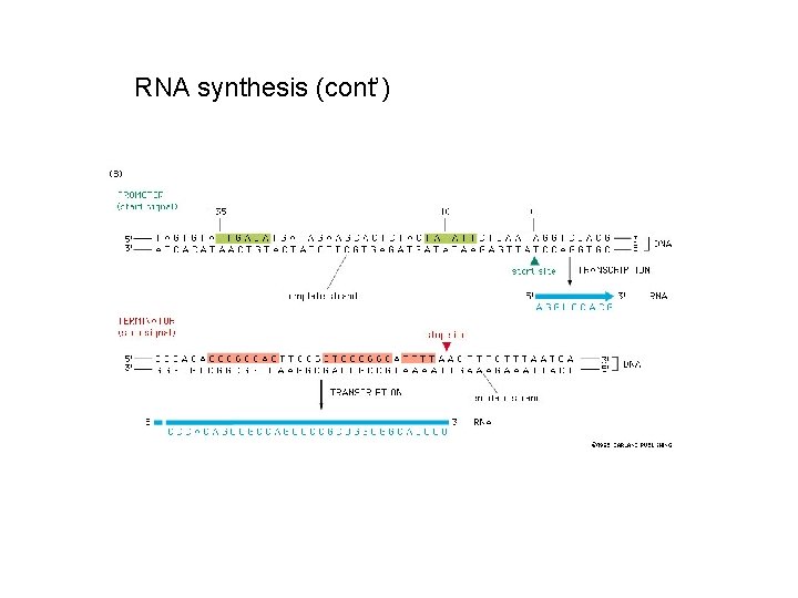 RNA synthesis (cont’) 