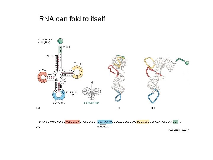 RNA can fold to itself 