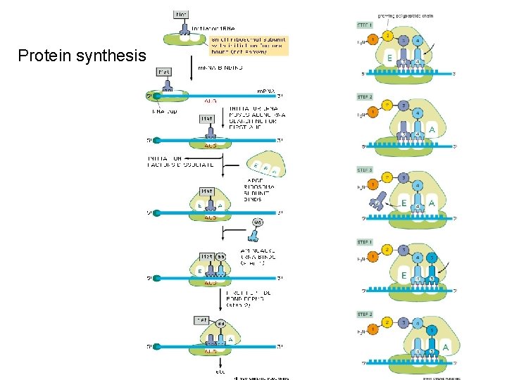 Protein synthesis 