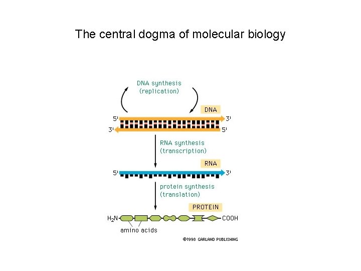 The central dogma of molecular biology 