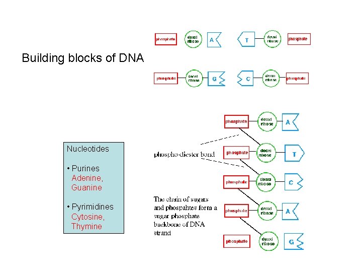 Building blocks of DNA Nucleotides • Purines Adenine, Guanine • Pyrimidines Cytosine, Thymine 