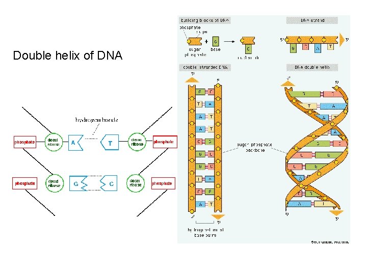 Double helix of DNA 