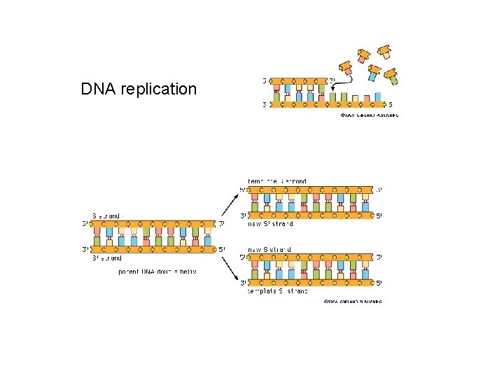 DNA replication 