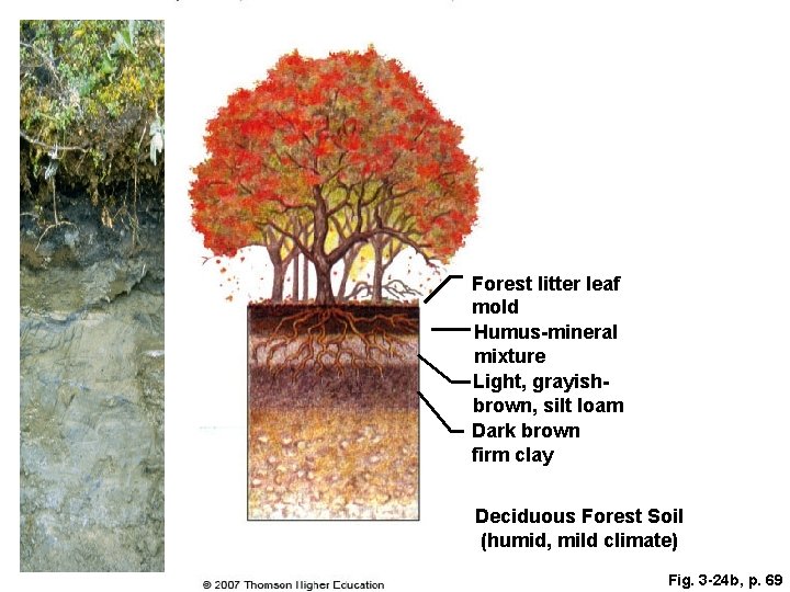 Forest litter leaf mold Humus-mineral mixture Light, grayishbrown, silt loam Dark brown firm clay