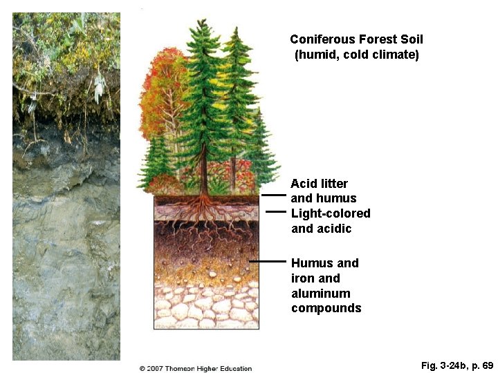 Coniferous Forest Soil (humid, cold climate) Acid litter and humus Light-colored and acidic Humus