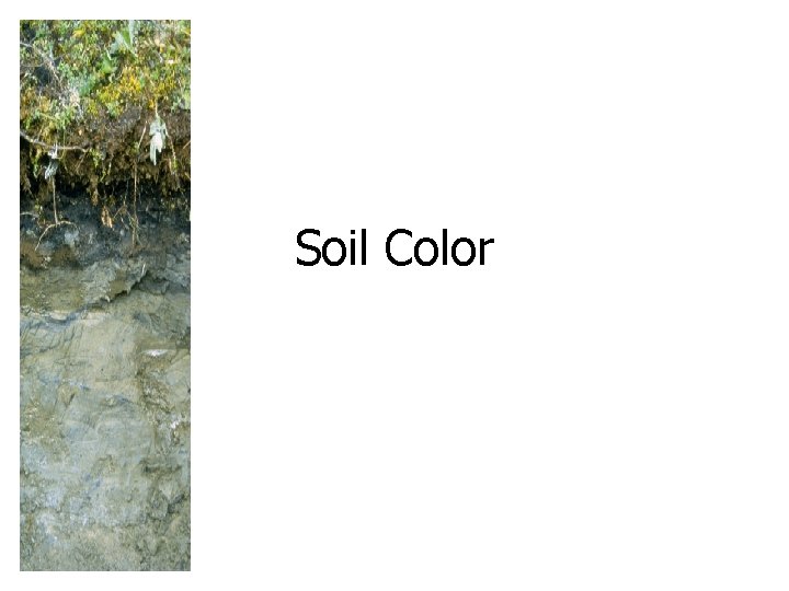 Soil Color 