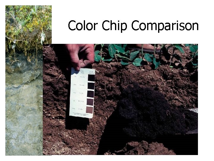 Color Chip Comparison 