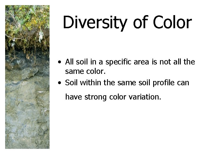 Diversity of Color • All soil in a specific area is not all the