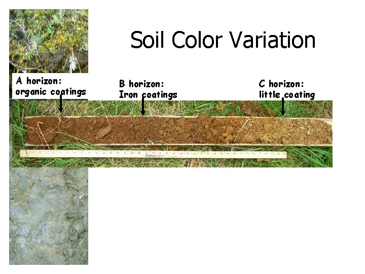 Soil Color Variation A horizon: organic coatings B horizon: Iron coatings C horizon: little