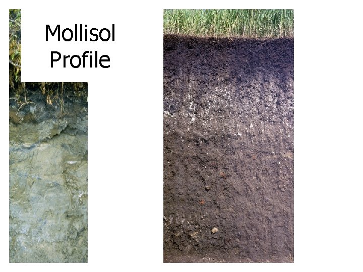 Mollisol Profile 