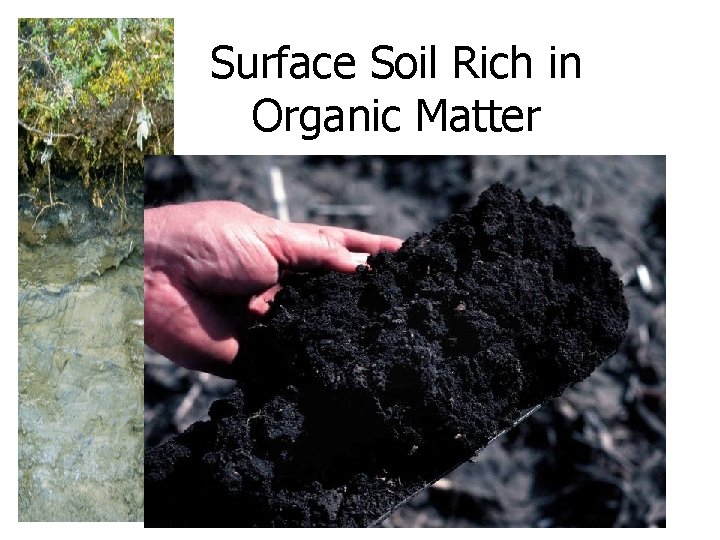 Surface Soil Rich in Organic Matter 