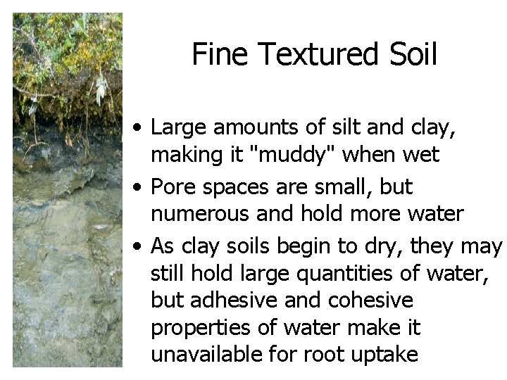 Fine Textured Soil • Large amounts of silt and clay, making it "muddy" when