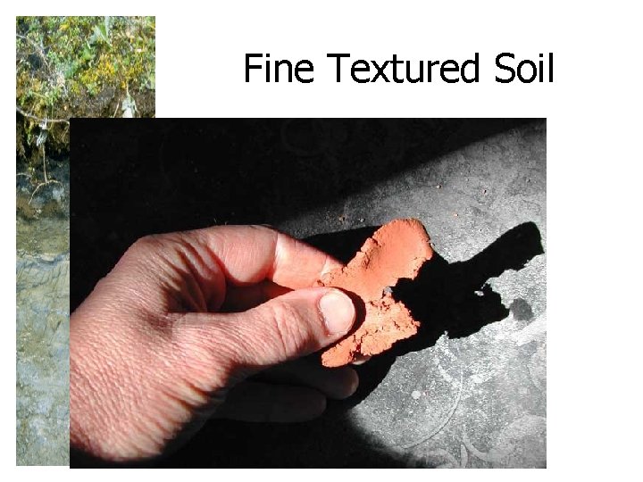 Fine Textured Soil 