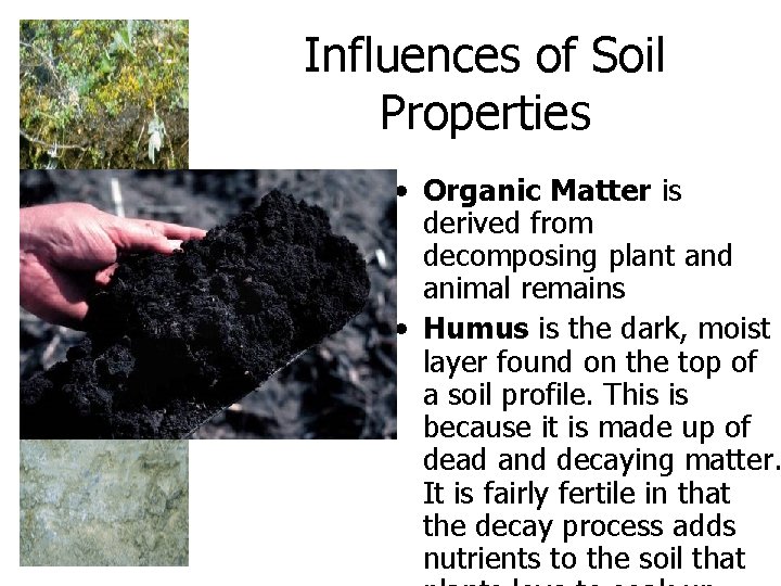 Influences of Soil Properties • Organic Matter is derived from decomposing plant and animal