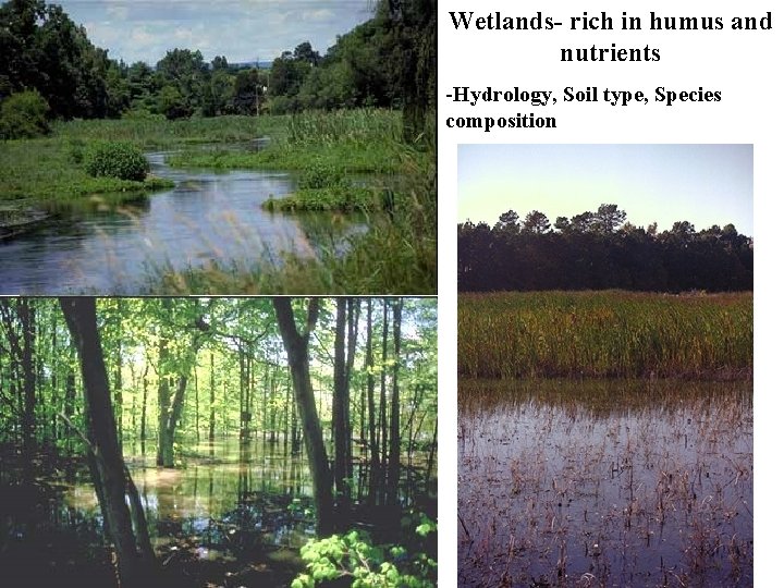 Wetlands- rich in humus and nutrients -Hydrology, Soil type, Species composition 