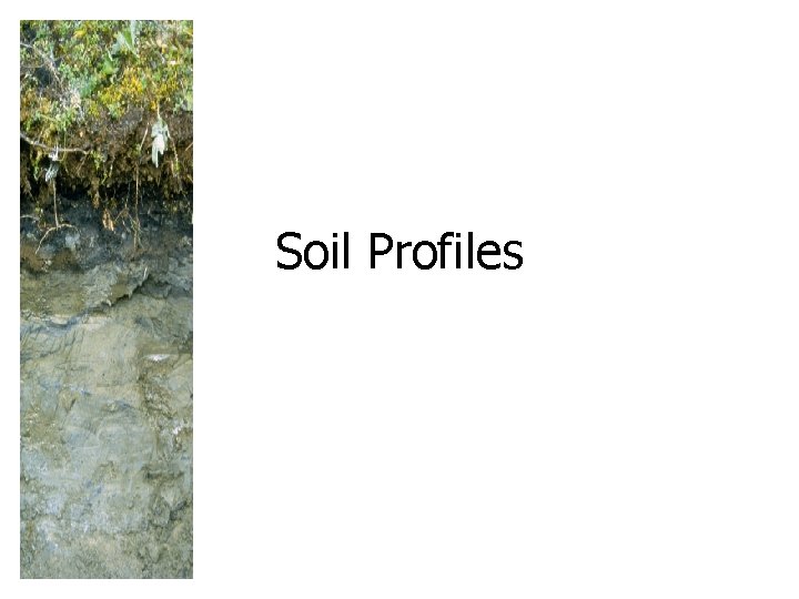 Soil Profiles 