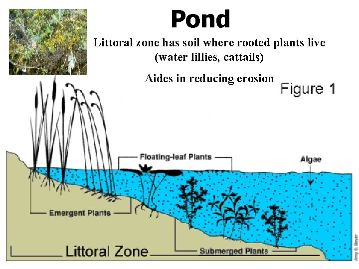 Pond Littoral zone has soil where rooted plants live (water lillies, cattails) Aides in