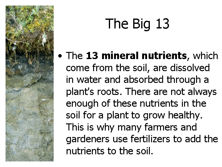 The Big 13 • The 13 mineral nutrients, which come from the soil, are