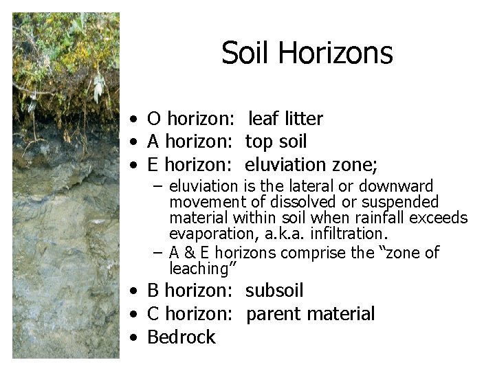 Soil Horizons • O horizon: leaf litter • A horizon: top soil • E