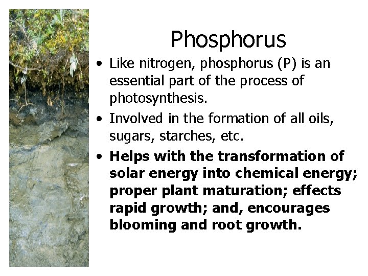 Phosphorus • Like nitrogen, phosphorus (P) is an essential part of the process of