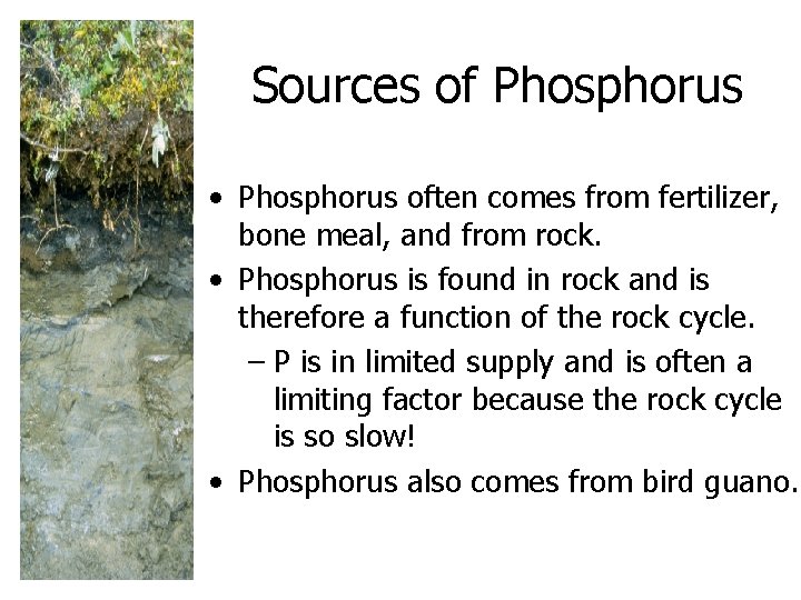 Sources of Phosphorus • Phosphorus often comes from fertilizer, bone meal, and from rock.