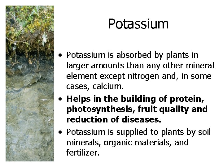 Potassium • Potassium is absorbed by plants in larger amounts than any other mineral