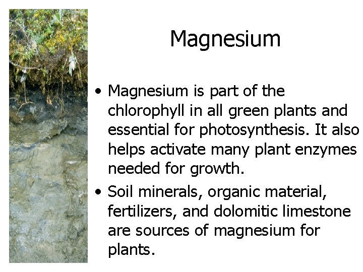 Magnesium • Magnesium is part of the chlorophyll in all green plants and essential