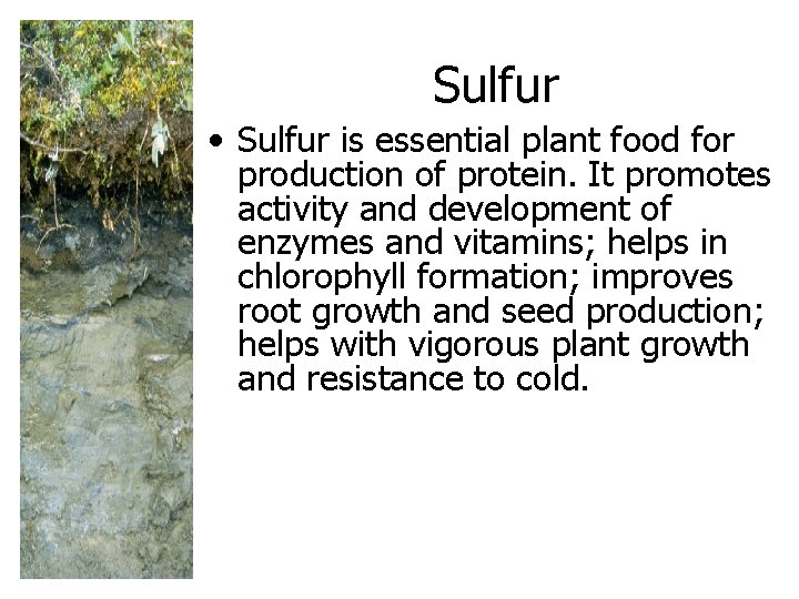 Sulfur • Sulfur is essential plant food for production of protein. It promotes activity