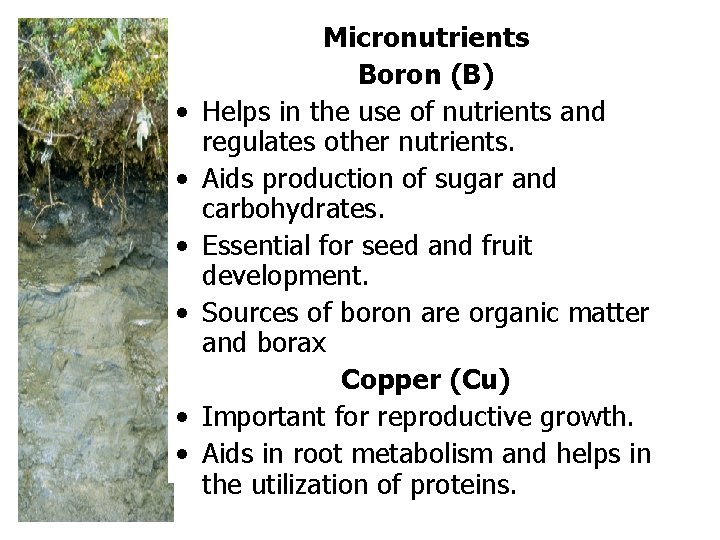  • • • Micronutrients Boron (B) Helps in the use of nutrients and