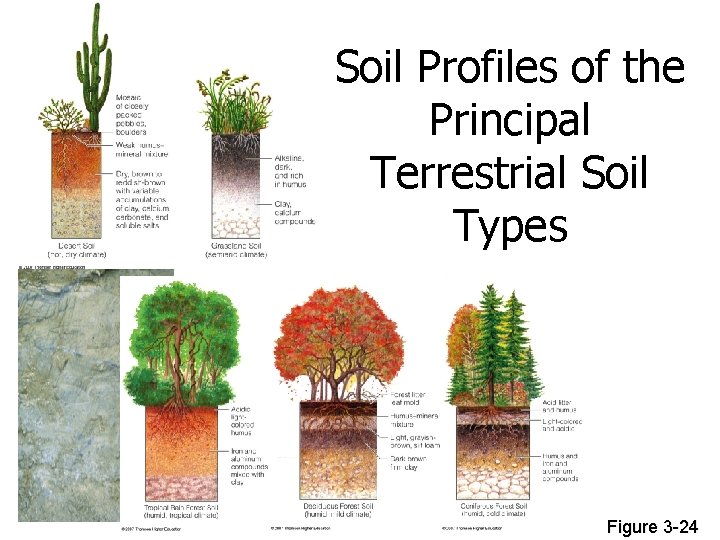 Soil Profiles of the Principal Terrestrial Soil Types Figure 3 -24 