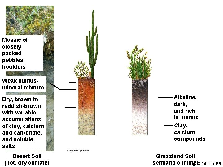 Mosaic of closely packed pebbles, boulders Weak humusmineral mixture Dry, brown to reddish-brown with