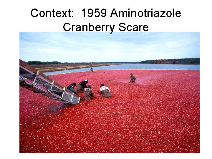 Context: 1959 Aminotriazole Cranberry Scare 