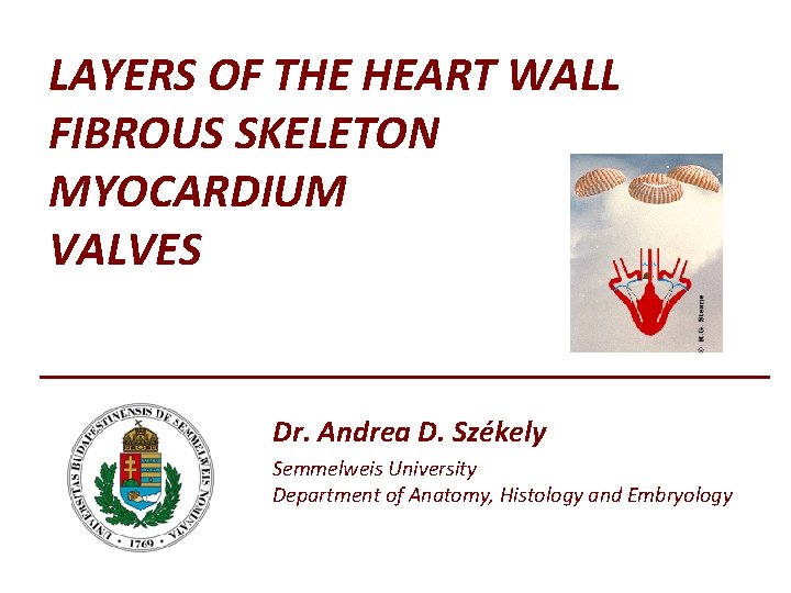 LAYERS OF THE HEART WALL FIBROUS SKELETON MYOCARDIUM VALVES Dr. Andrea D. Székely Semmelweis