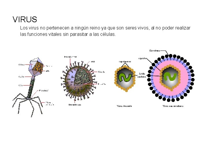 VIRUS Los virus no pertenecen a ningún reino ya que son seres vivos, al