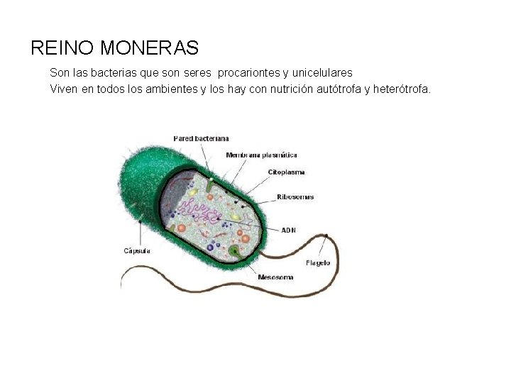 REINO MONERAS Son las bacterias que son seres procariontes y unicelulares Viven en todos