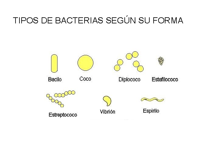 TIPOS DE BACTERIAS SEGÚN SU FORMA 