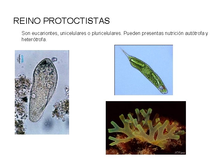 REINO PROTOCTISTAS Son eucariontes, unicelulares o pluricelulares. Pueden presentas nutrición autótrofa y heterótrofa. 