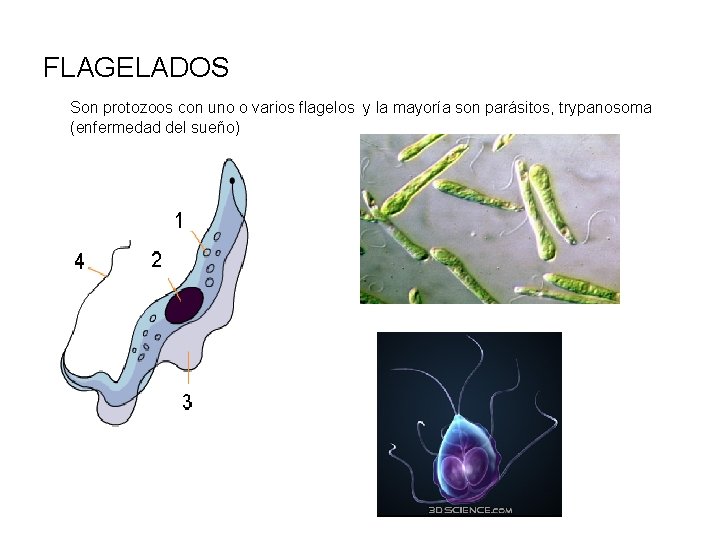 FLAGELADOS Son protozoos con uno o varios flagelos y la mayoría son parásitos, trypanosoma