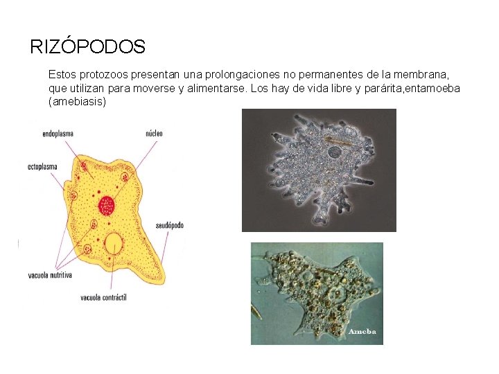 RIZÓPODOS Estos protozoos presentan una prolongaciones no permanentes de la membrana, que utilizan para